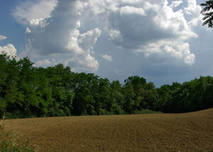 trufflenbed - bed and breakfast and supper club - Siena, Toscana, Italia